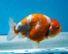 Load image into Gallery viewer, Orange and White Ranchu (3.5-4.25 inches) Imported from Thailand
