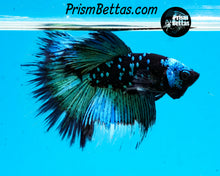 Load image into Gallery viewer, Galaxy Blackstar Halfmoon Male