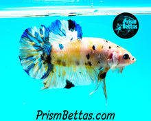 Load image into Gallery viewer, Yellow Koi Giant Halfmoon Plakat Male