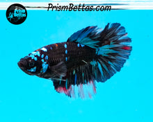 Load image into Gallery viewer, Galaxy Blackstar Halfmoon Female