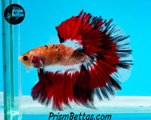 Load image into Gallery viewer, Red Butterfly Koi Halfmoon Male