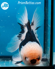 Load image into Gallery viewer, XXL Panda Oranda Female (5 inches) Imported in Thailand