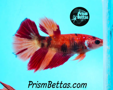 Candy Koi Halfmoon Female Buy 4 Get 1 Free