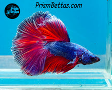 Load image into Gallery viewer, Pink Fantasy Halfmoon Male