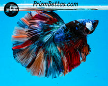 Load image into Gallery viewer, Rainbow Marble Halfmoon Male