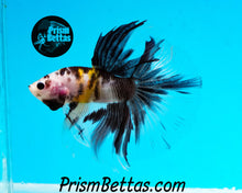 Load image into Gallery viewer, Yellow Koi Halfmoon Male