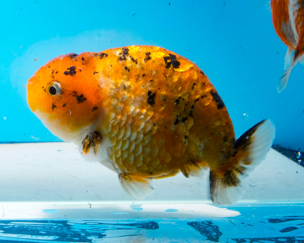 Calico Ranchu (3.5-4.25 inches) Imported from Thailand
