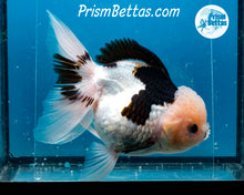 Load image into Gallery viewer, XXL Panda Oranda Female (5 inches) Imported in Thailand