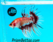 Load image into Gallery viewer, Marble Crowntail Male