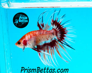 Marble Crowntail Male