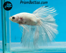 Load image into Gallery viewer, Platinum Marble Halfmoon Male