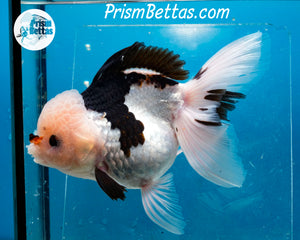 XXL Panda Oranda Female (5 inches) Imported in Thailand