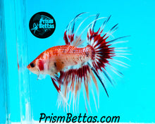 Load image into Gallery viewer, Marble Crowntail Male