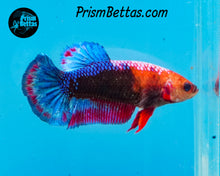 Load image into Gallery viewer, Marble Halfmoon Plakat Female