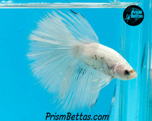 Load image into Gallery viewer, Platinum Marble Halfmoon Male