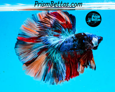 Rainbow Marble Halfmoon Male