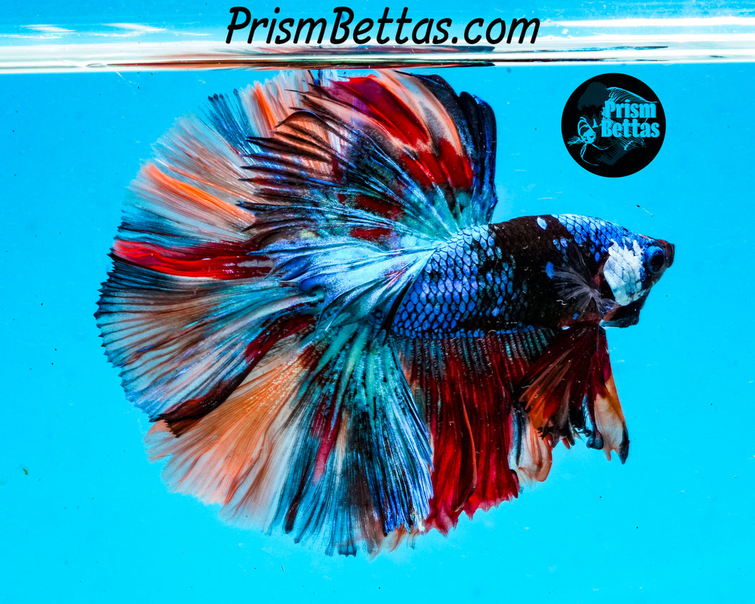 Rainbow Marble Halfmoon Male