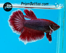 Load image into Gallery viewer, Purple Salamander Halfmoon Male