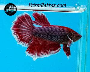 Purple Salamander Halfmoon Male