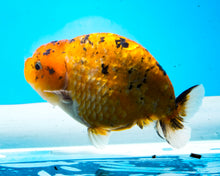 Load image into Gallery viewer, Calico Ranchu (3.5-4.25 inches) Imported from Thailand