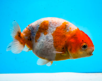 Tricolor Ranchu (3.5-4.25 inches) Imported from Thailand