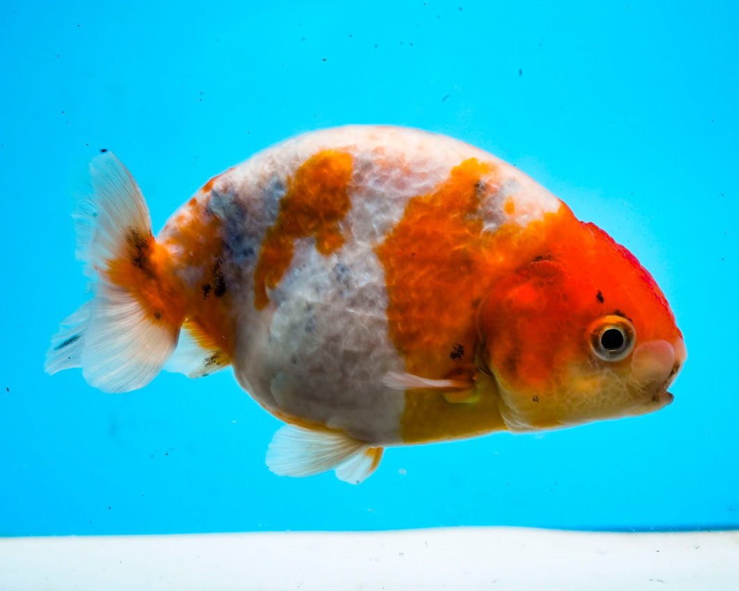 Tricolor Ranchu (3.5-4.25 inches) Imported from Thailand