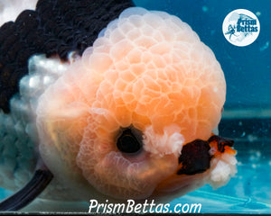 XXL Panda Oranda Female (5 inches) Imported in Thailand