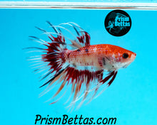 Load image into Gallery viewer, Marble Crowntail Male