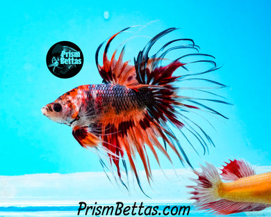 Marble Crowntail Male