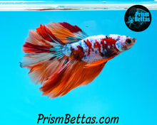 Load image into Gallery viewer, Rainbow Marble Halfmoon Male