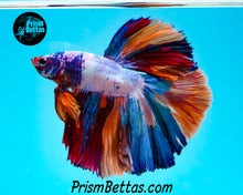 Load image into Gallery viewer, Rainbow Marble Halfmoon Male