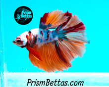 Load image into Gallery viewer, Rainbow Marble Halfmoon Male