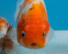 Load image into Gallery viewer, Tricolor Ranchu (3.5-4.25 inches) Imported from Thailand