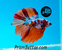 Load image into Gallery viewer, Rainbow Marble Halfmoon Male