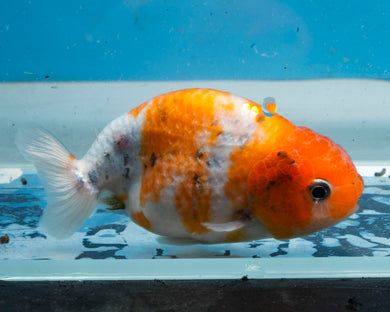 Tricolor Ranchu (3.5-4.25 inches) Imported from Thailand