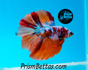 Rainbow Marble Halfmoon Male