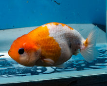 Load image into Gallery viewer, Tricolor Ranchu (3.5-4.25 inches) Imported from Thailand