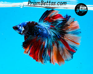 Rainbow Marble Halfmoon Male