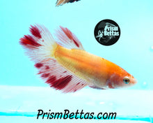 Load image into Gallery viewer, Dalmatian Halfmoon Female Buy 4 Get 1 Free