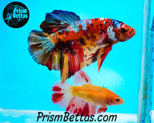 Load image into Gallery viewer, Dalmatian Halfmoon Female Buy 4 Get 1 Free