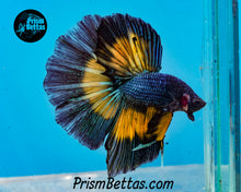 Load image into Gallery viewer, Mustard Gas Butterfly Halfmoon Male