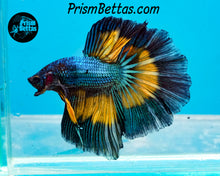 Load image into Gallery viewer, Mustard Gas Butterfly Halfmoon Male