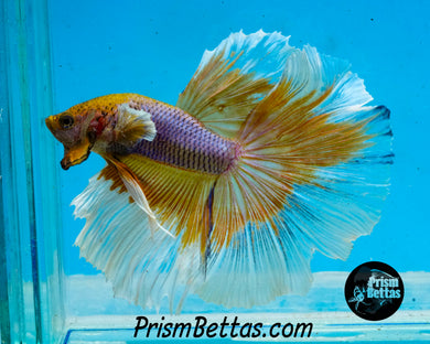 Purple Pineapple Halfmoon Male