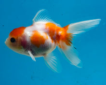 Load image into Gallery viewer, Orange and White Oranda  (3.5-4.25 inches)