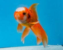 Load image into Gallery viewer, Tricolor Oranda  (3.5-4.25 inches)