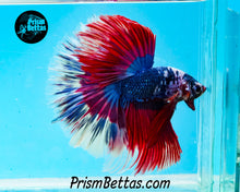 Load image into Gallery viewer, Marble Butterfly Halfmoon Male