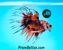 Load image into Gallery viewer, Marble Crowntail Male