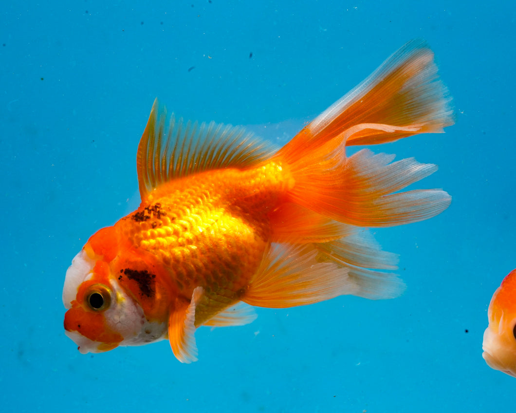 Tricolor Oranda  (3.5-4.25 inches)