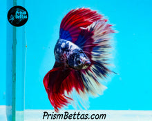 Load image into Gallery viewer, Marble Butterfly Halfmoon Male