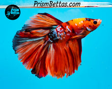 Load image into Gallery viewer, Candy Koi Halfmoon Male